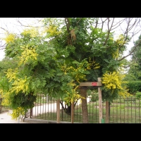 Savonnier, Koelreuteria paniculata (fam Sapindacees) (Asie, Chine, Coree) (2)